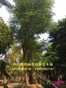 凤凰木