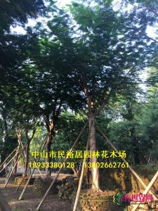 凤凰木