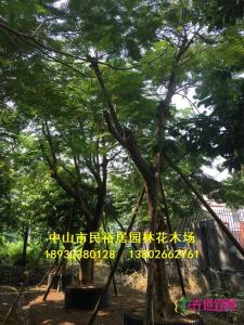 凤凰木
