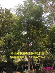 凤凰木