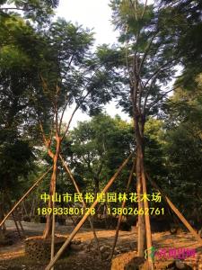 凤凰木