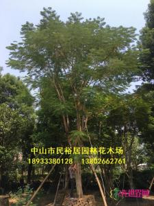 凤凰木