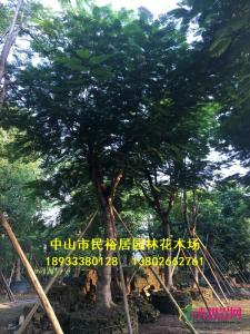 凤凰木