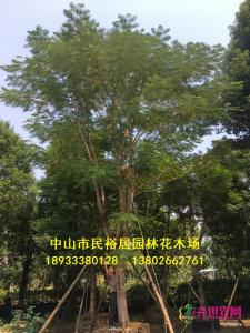 凤凰木