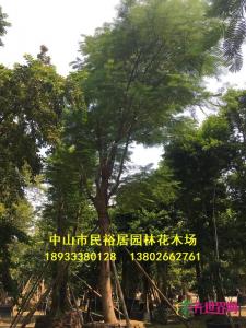 凤凰木