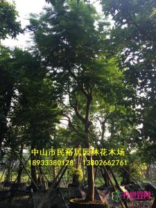 凤凰木