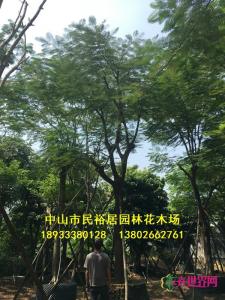 凤凰木