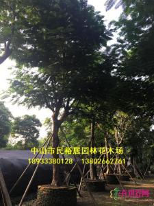 凤凰木