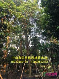 凤凰木